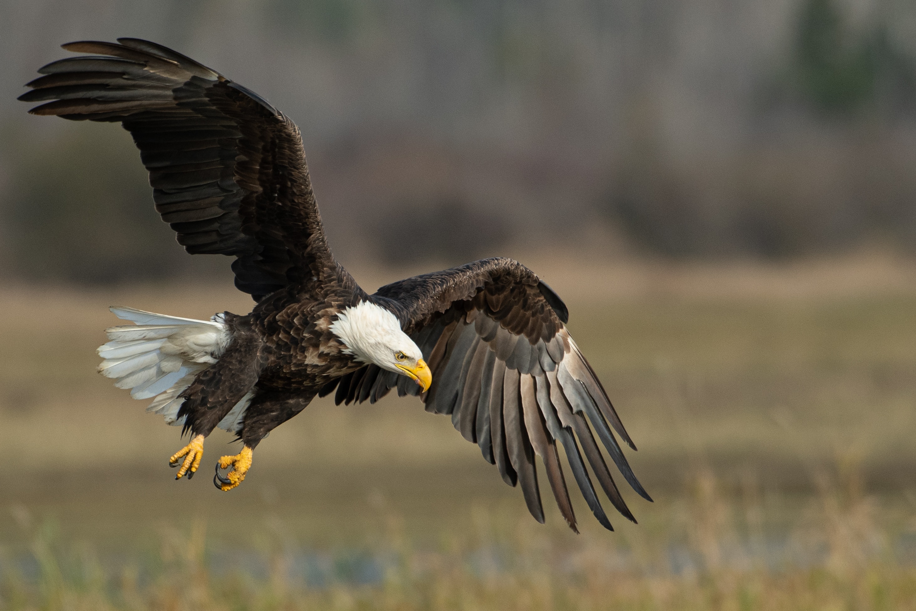 baldeagle-cam