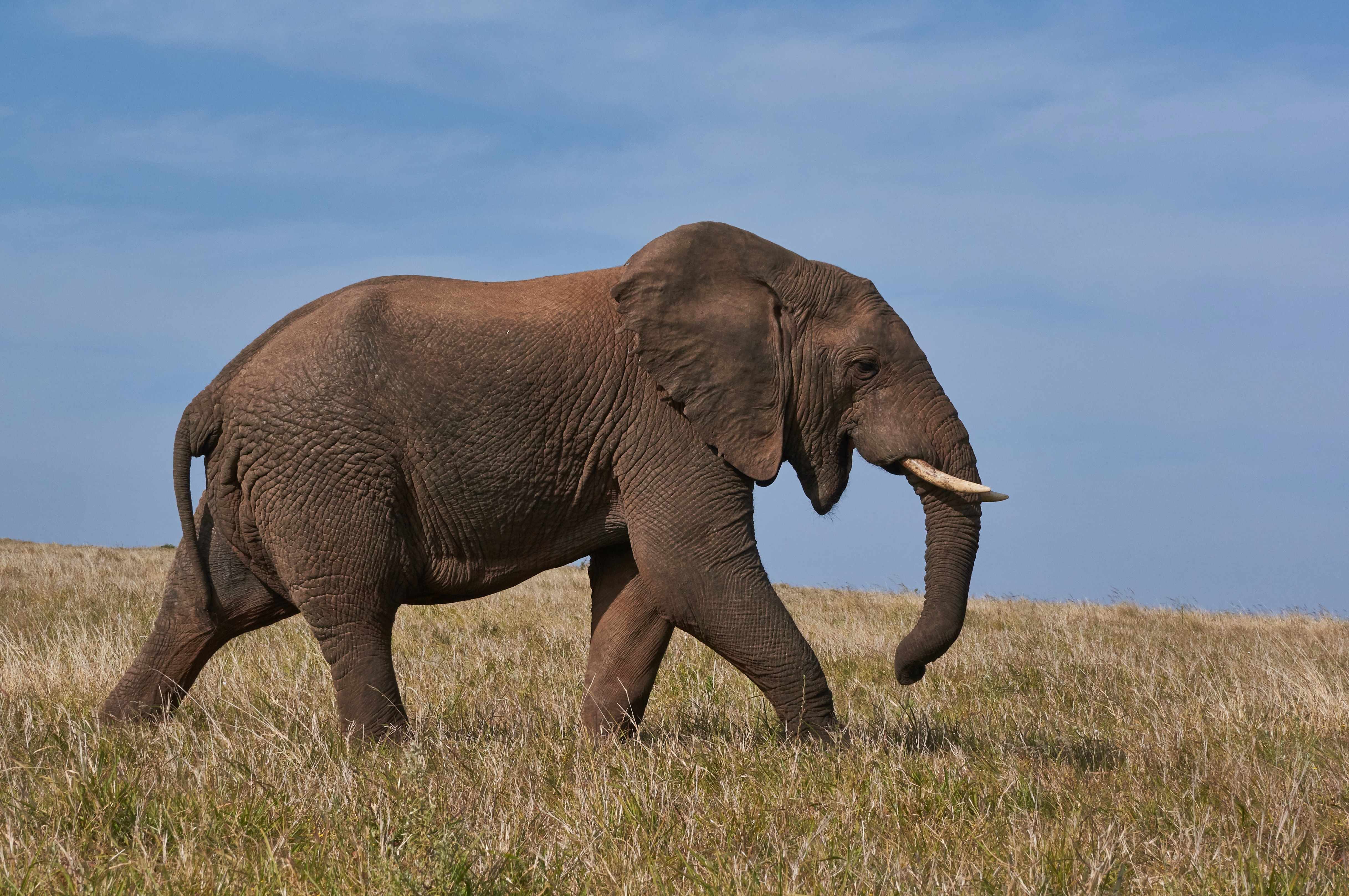 Elephant-cam