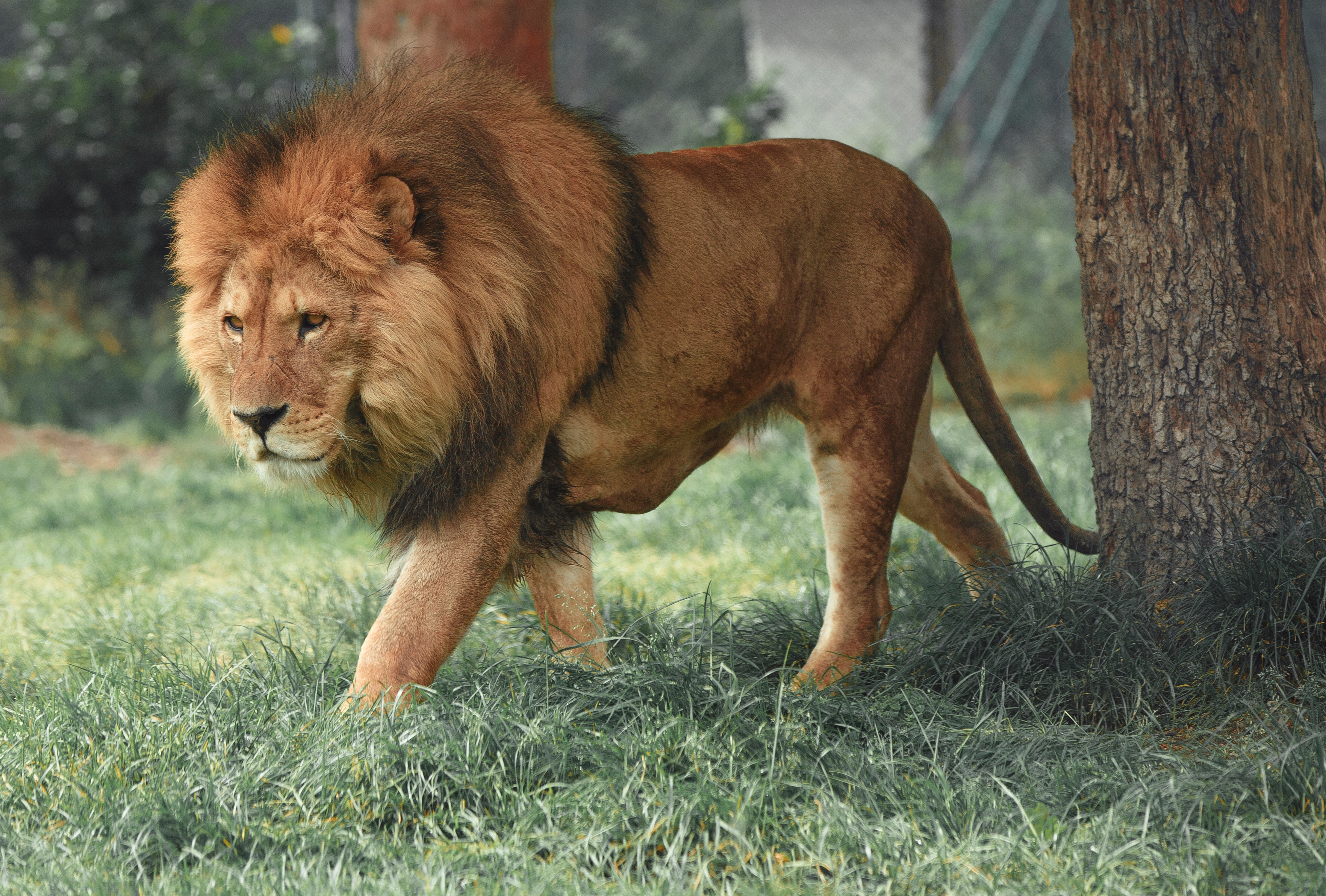 lion-cam