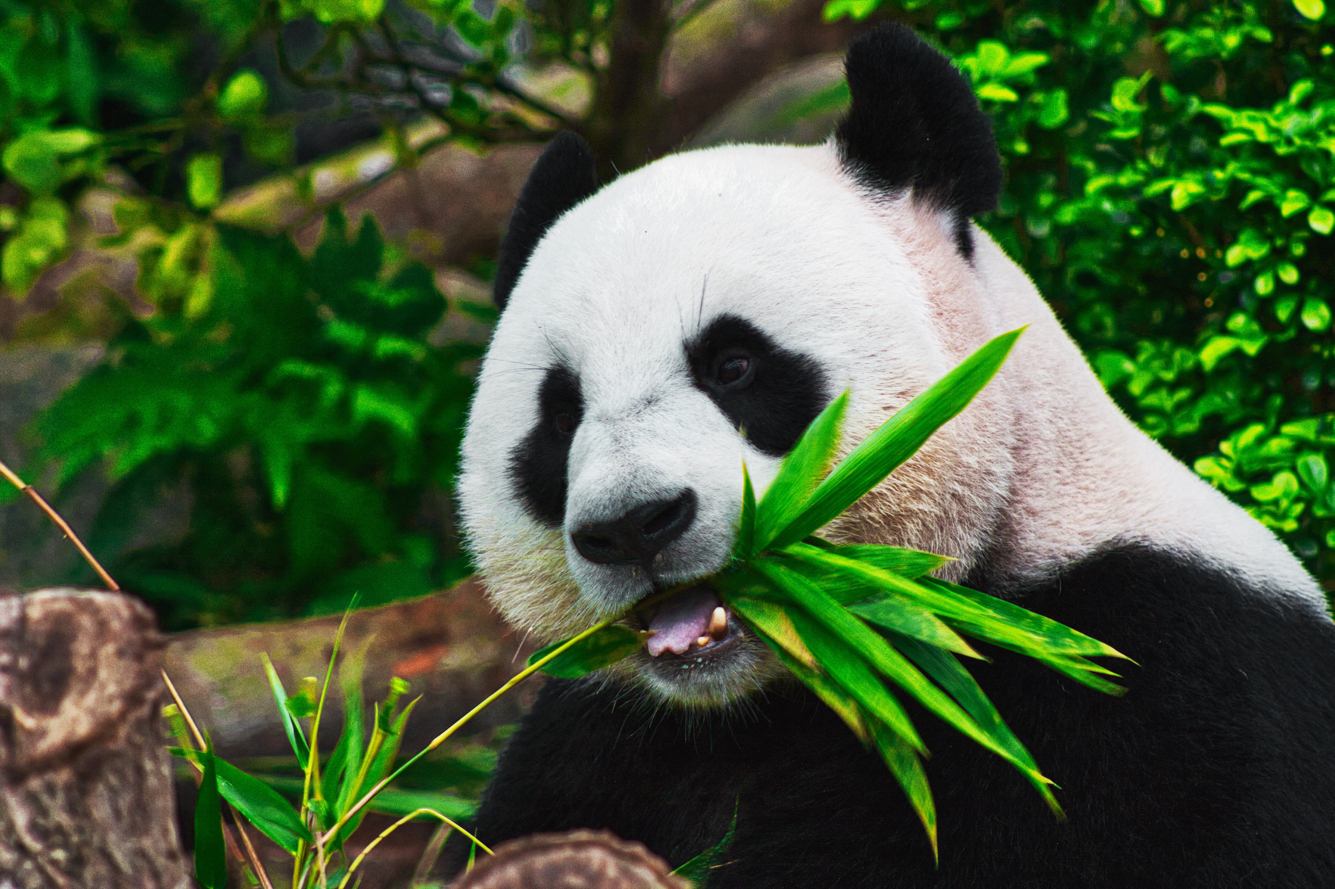 panda-cam